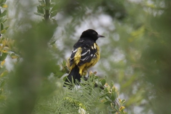 Scott's Oriole - ML624491561