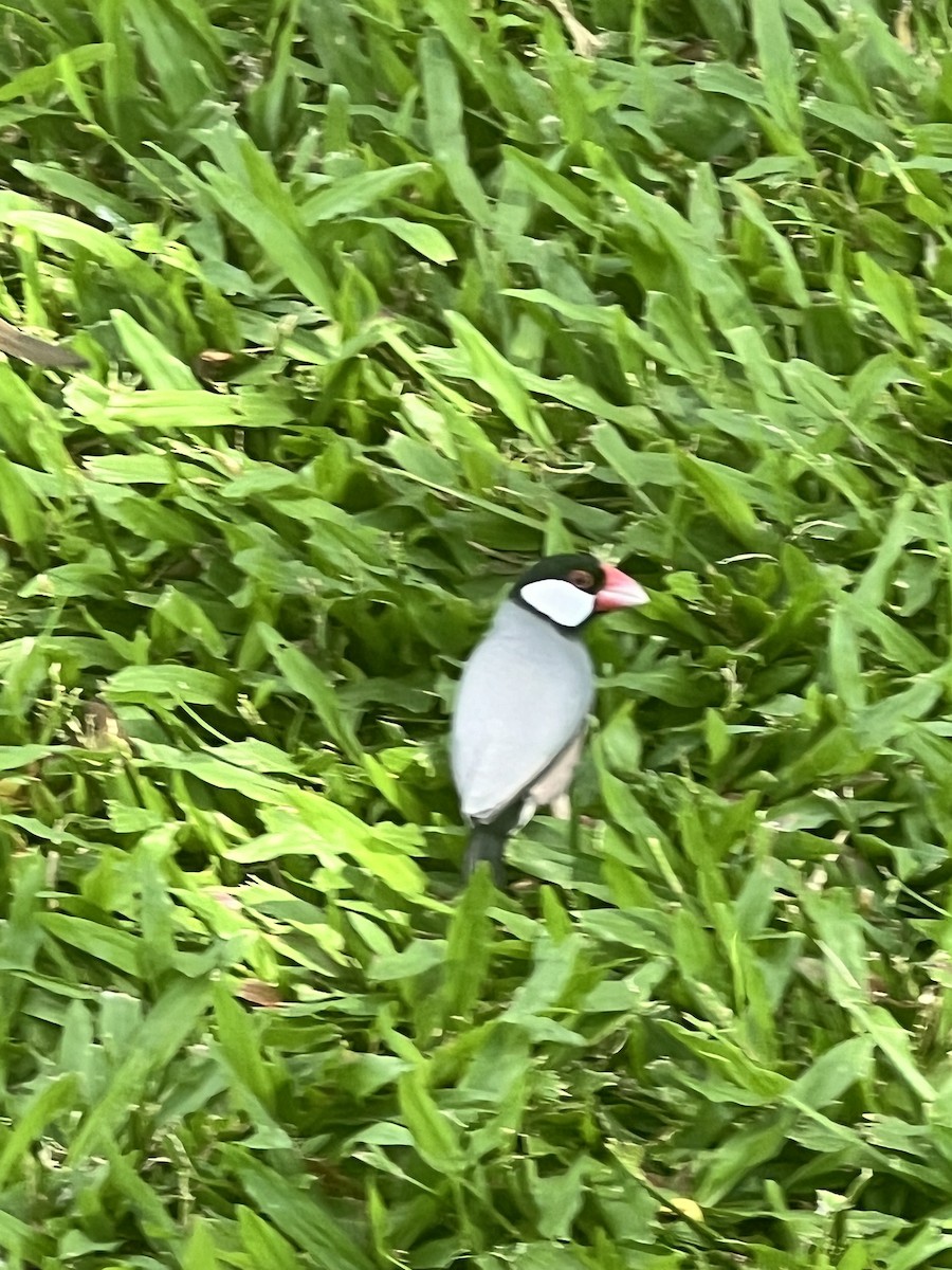 Java Sparrow - ML624491626