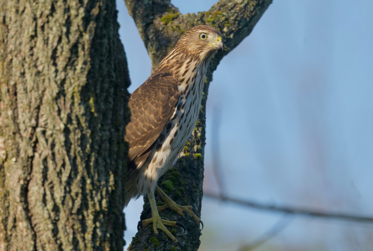 Cooper's Hawk - ML624491628