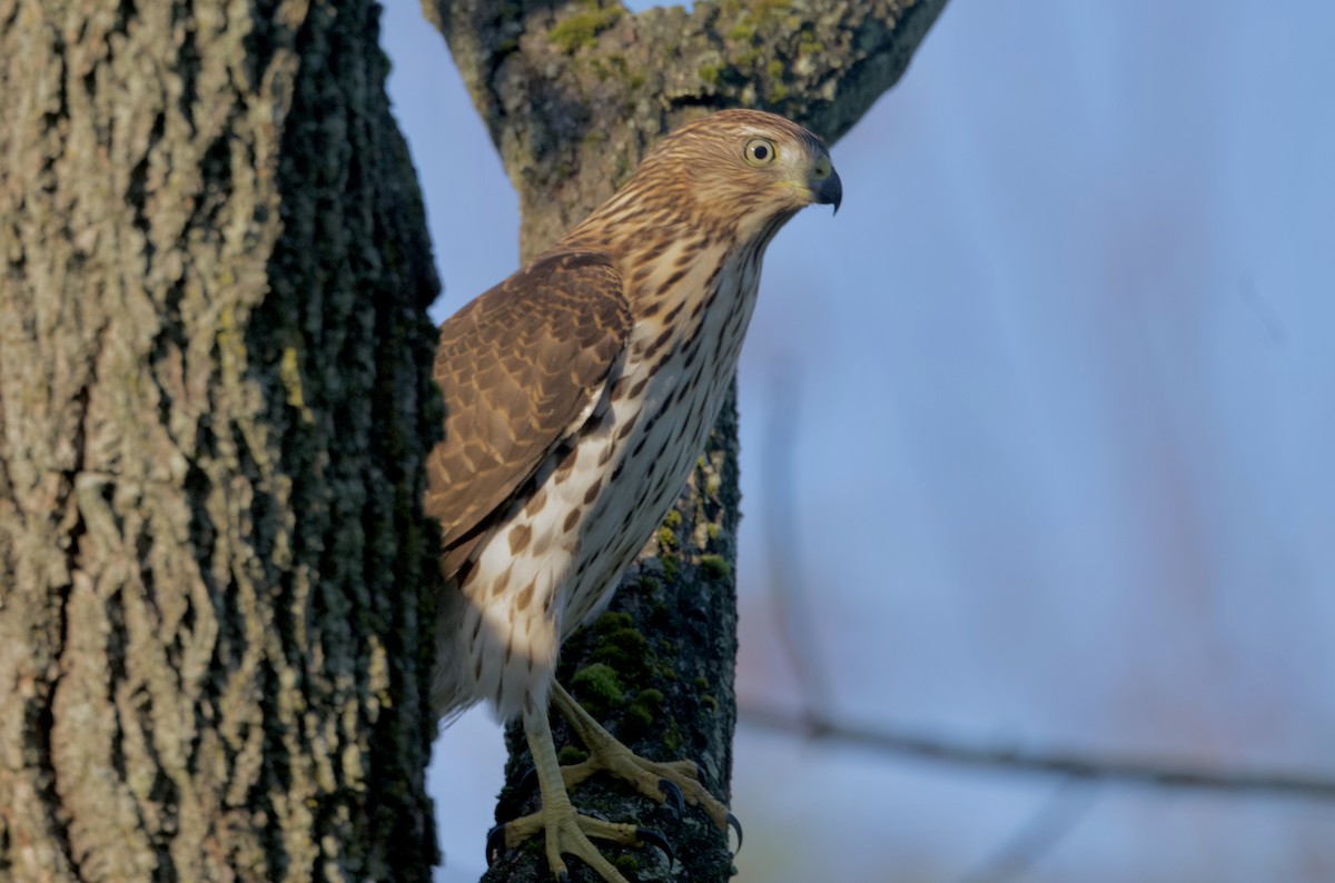 Cooper's Hawk - ML624491629