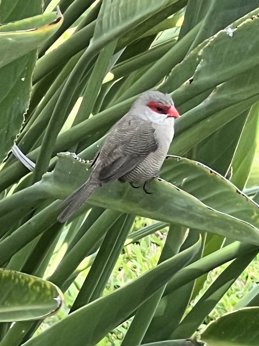 Common Waxbill - ML624491647