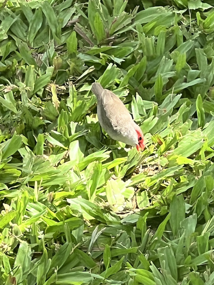 Common Waxbill - ML624491648