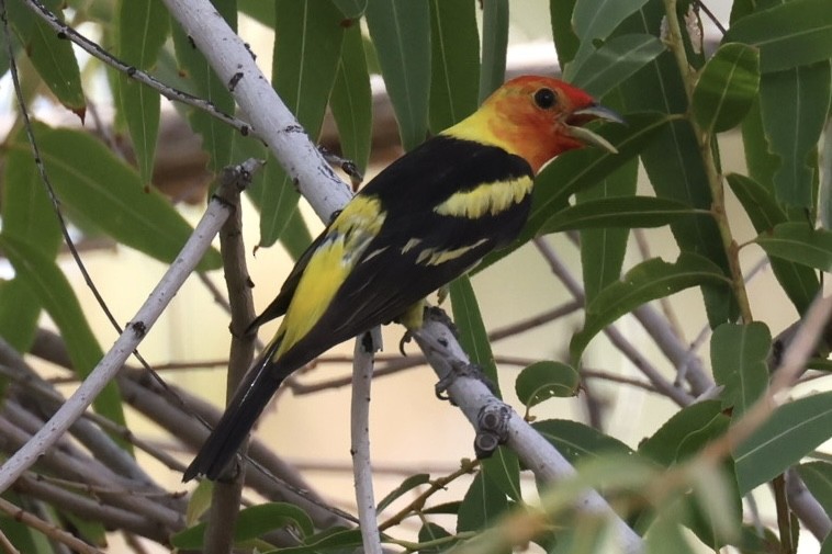 Western Tanager - Brandon Corry