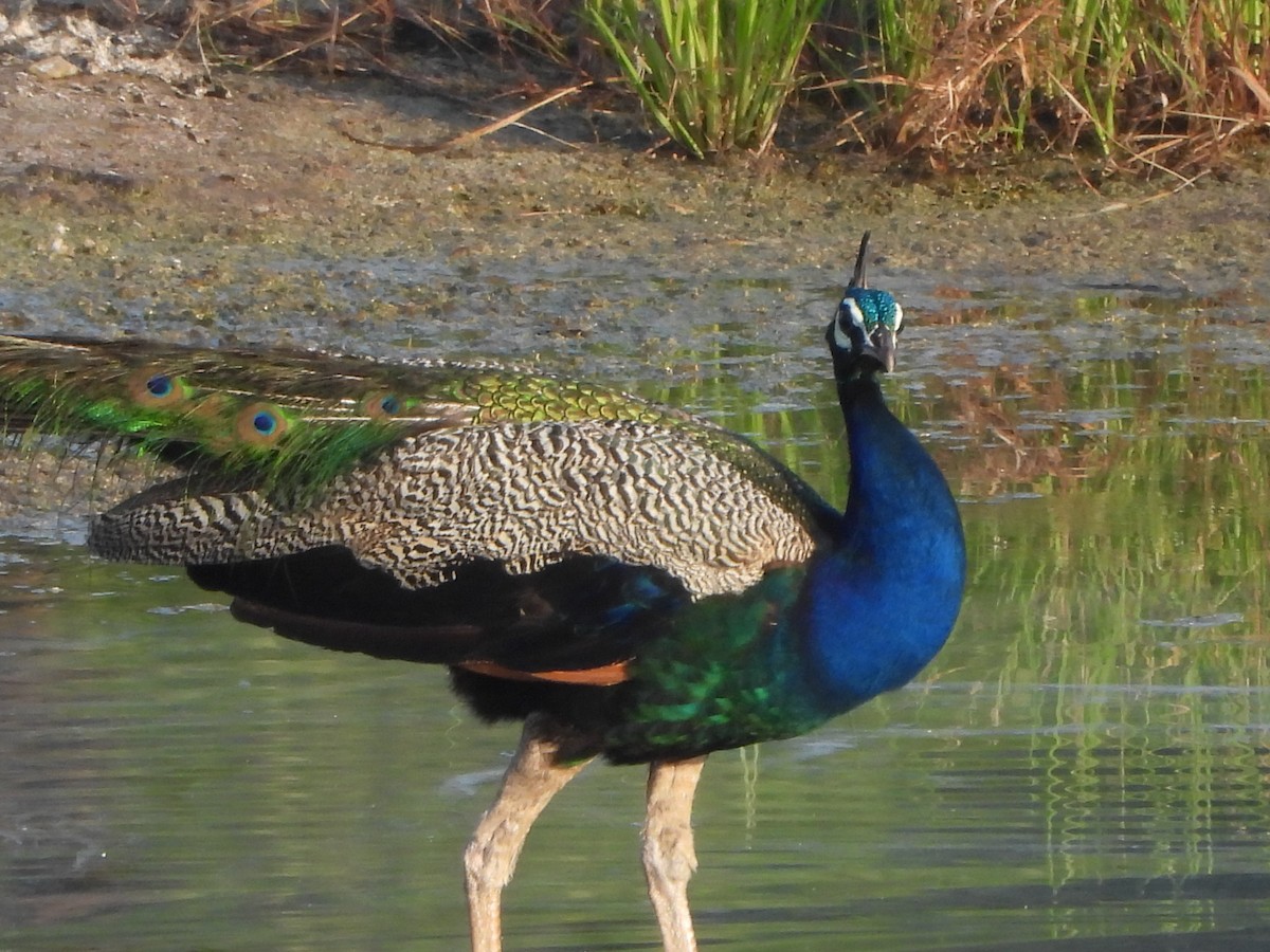 Indian Peafowl - ML624491657