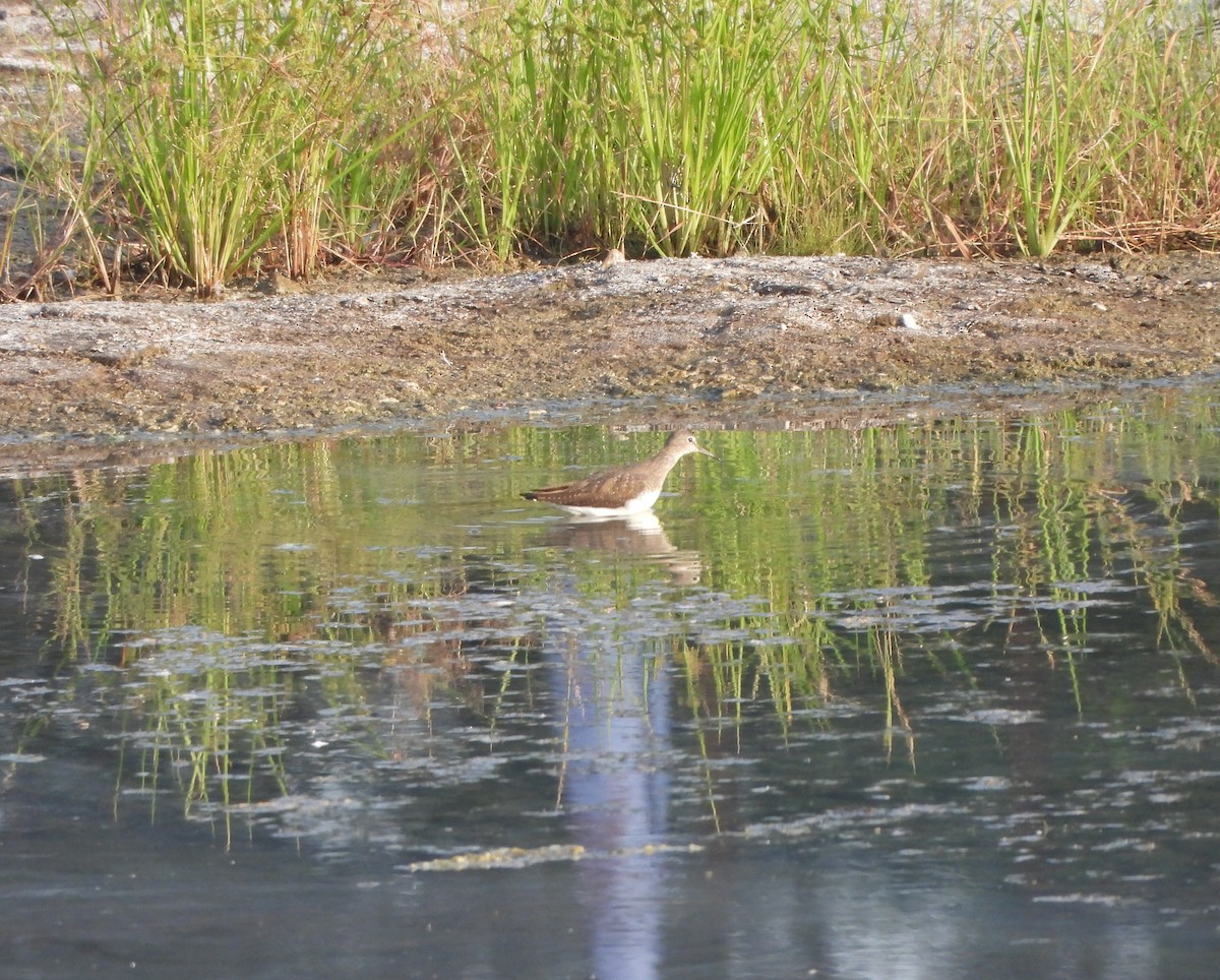 Green Sandpiper - ML624491701