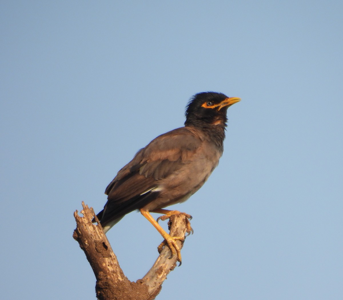 Common Myna - ML624491748