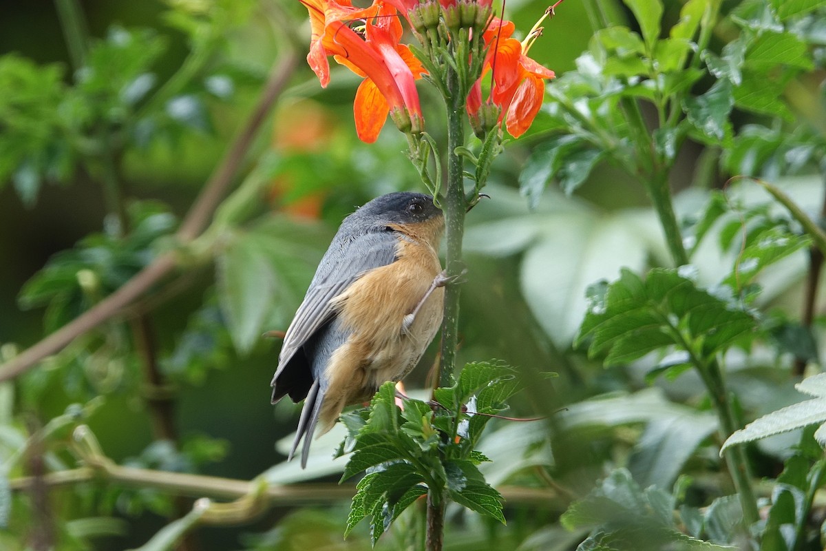 Rusty Flowerpiercer - ML624491778