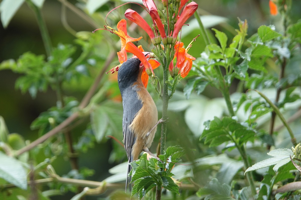 Rusty Flowerpiercer - ML624491779