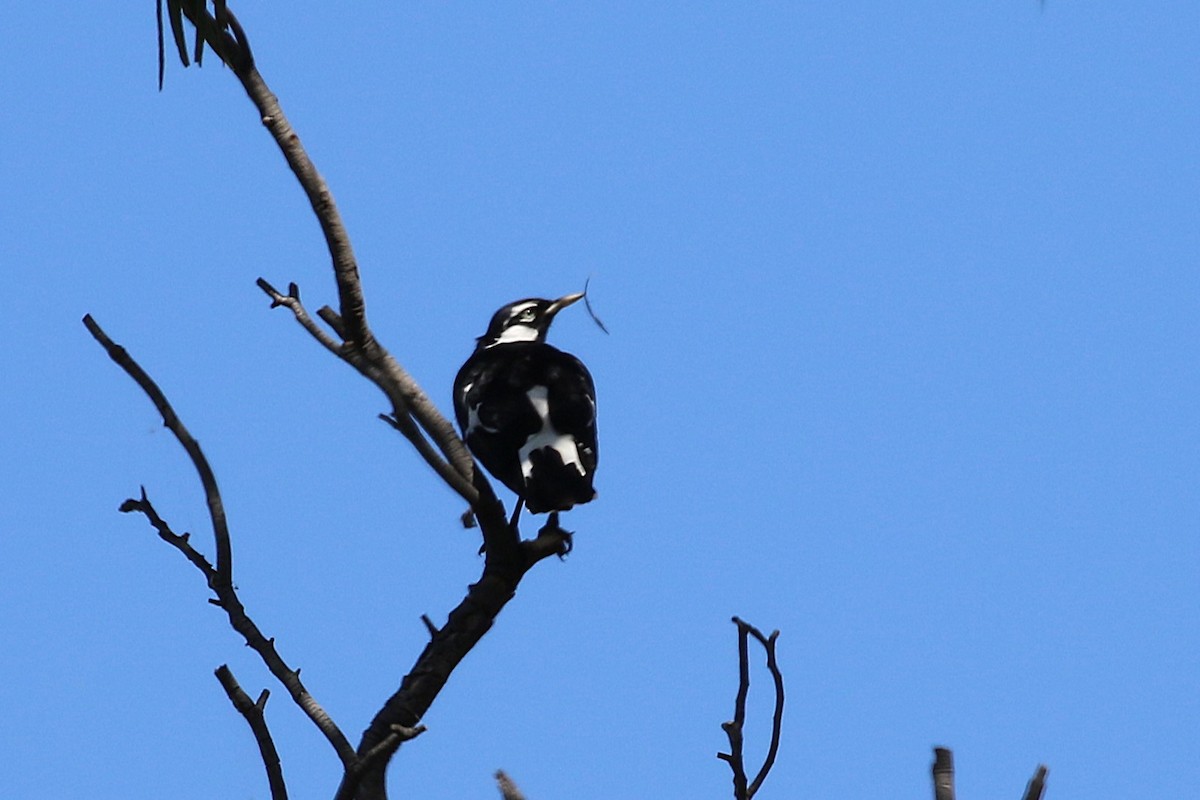 Magpie-lark - Deb & Rod R