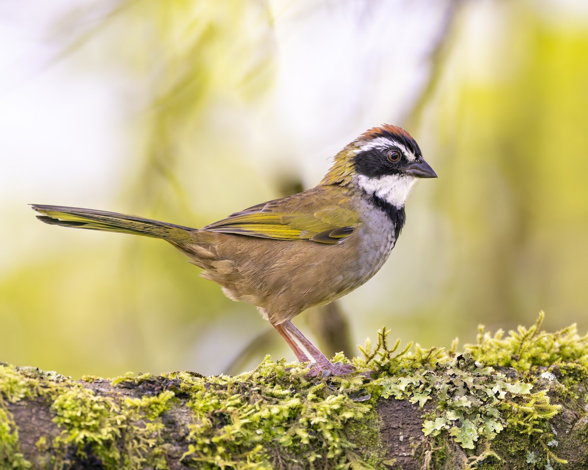 Collared Towhee - ML624491843