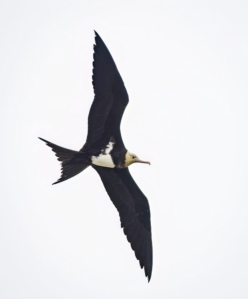 Christmas Island Frigatebird - ML624491879