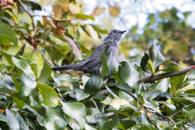 Gray Catbird - ML624491906