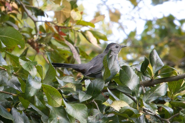 Gray Catbird - ML624491908