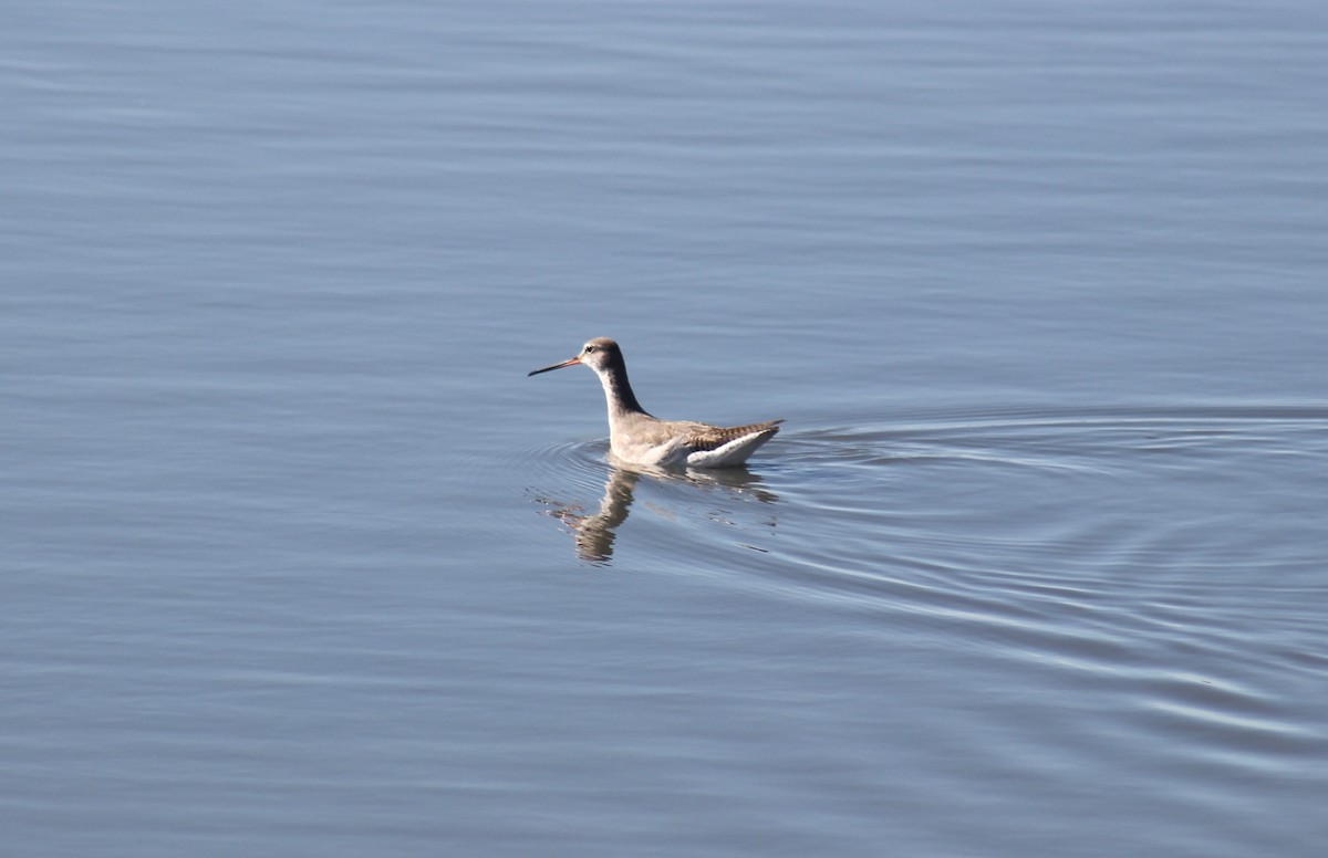 Spotted Redshank - ML624491951