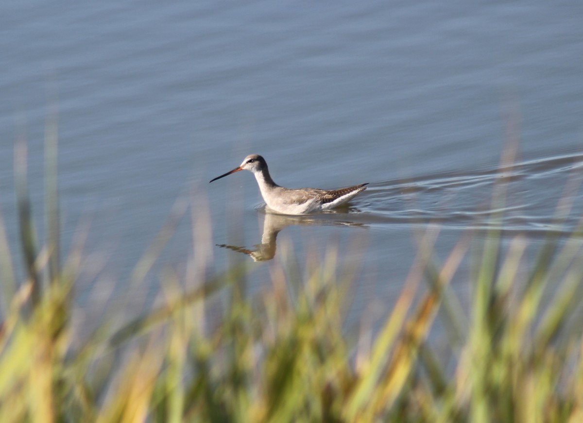 Spotted Redshank - ML624491952