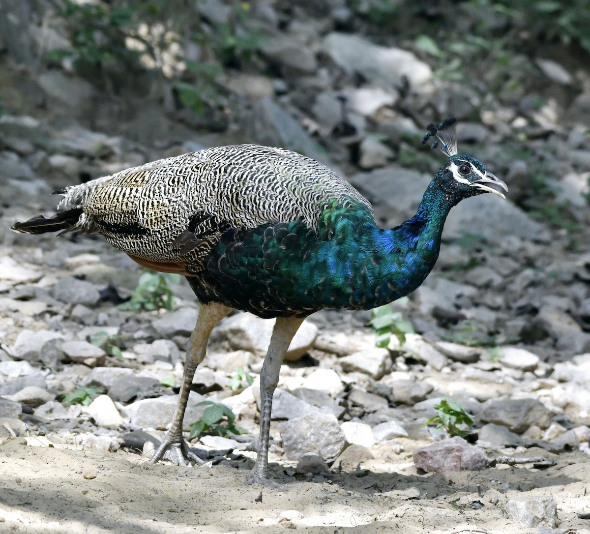 Indian Peafowl - ML624491953