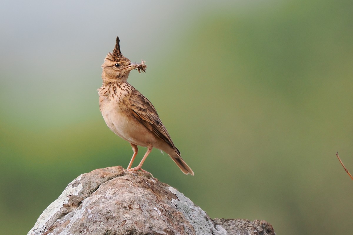 Malabar Lark - Phil Chaon