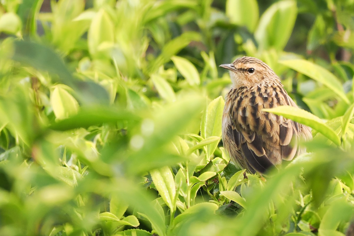 Nilgiri Pipit - ML624491975