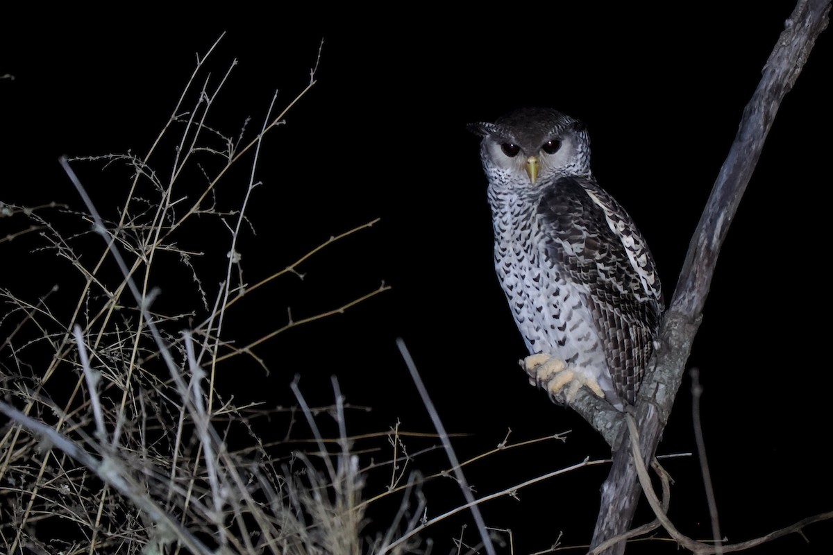 Spot-bellied Eagle-Owl - ML624491987