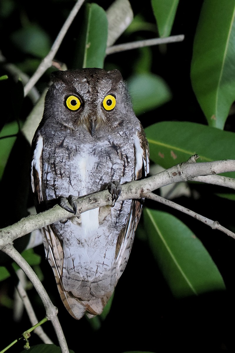 Oriental Scops-Owl - Phil Chaon