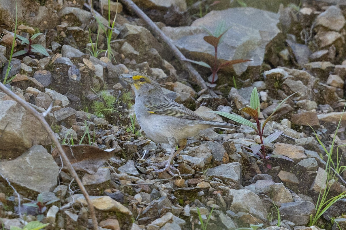 Желтощёкая овсянка-барсучок - ML624492038