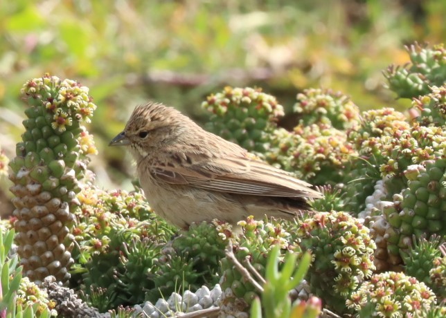 Lark-like Bunting - ML624492050