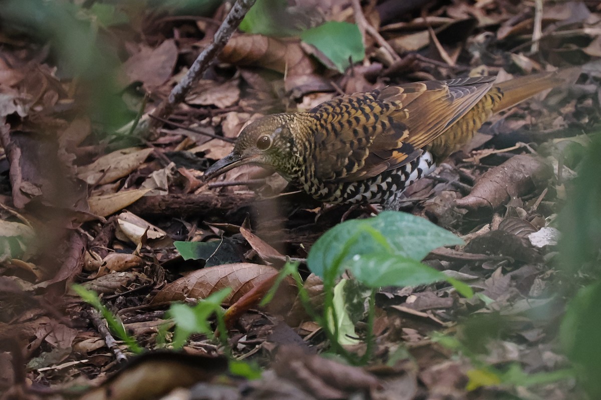 Nilgiri Thrush - Phil Chaon