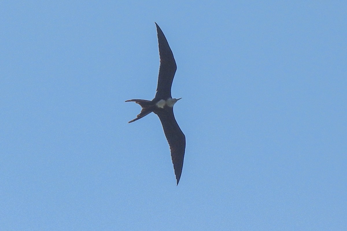 Great Frigatebird - ML624492120