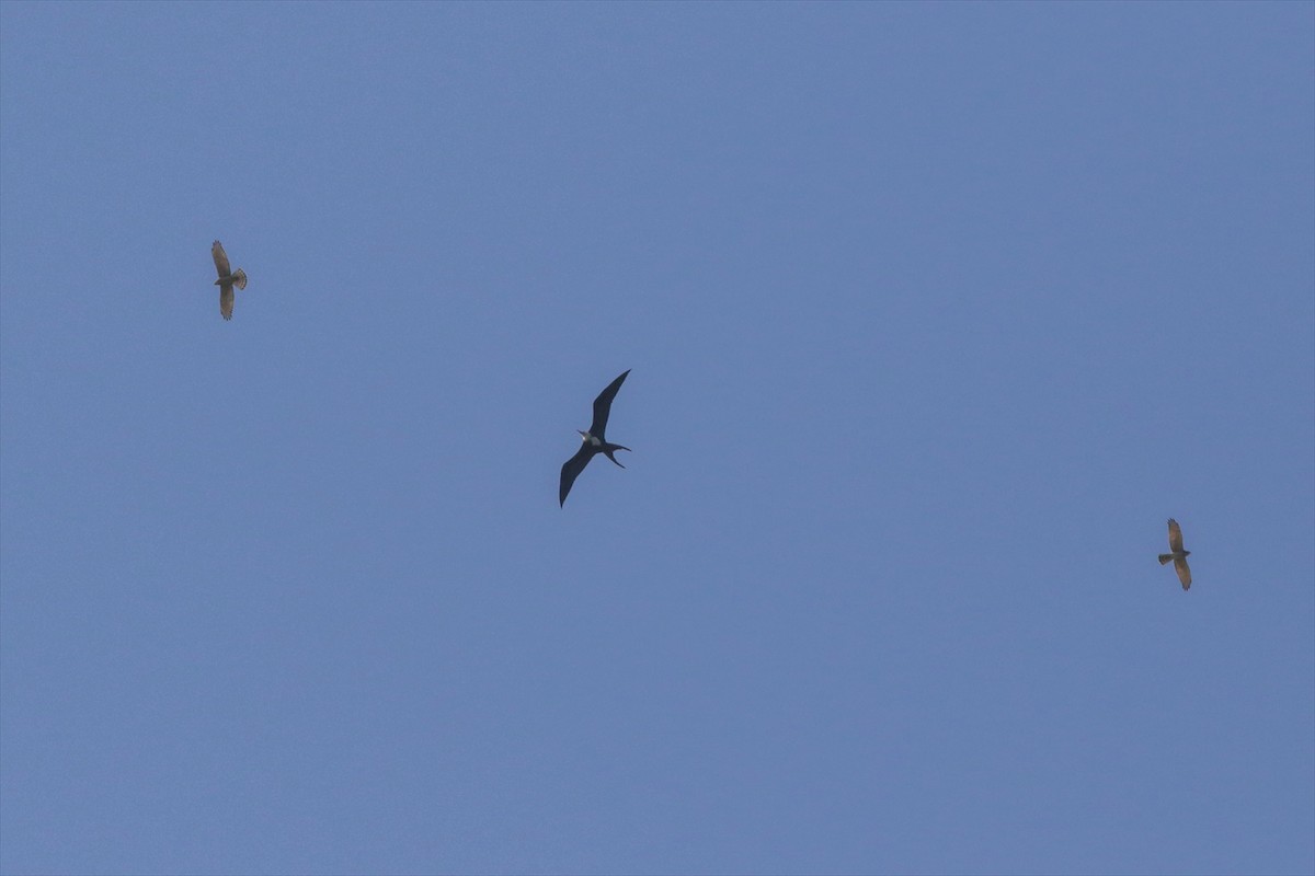 Great Frigatebird - ML624492125