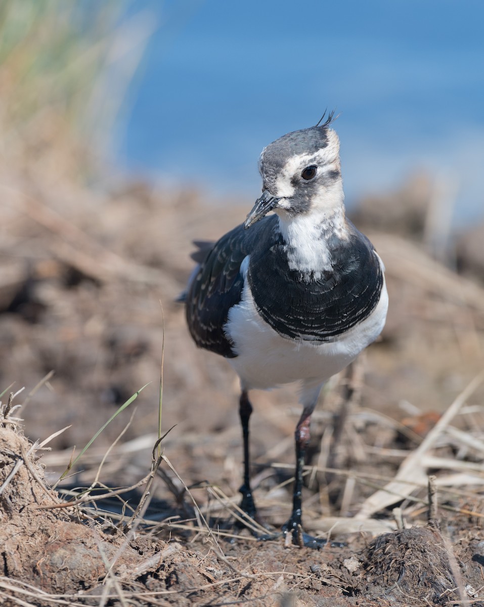 Northern Lapwing - ML624492143