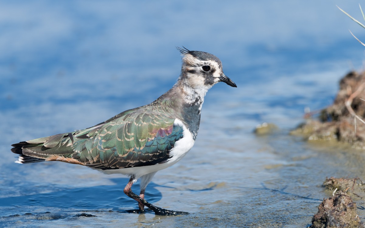 Northern Lapwing - ML624492144