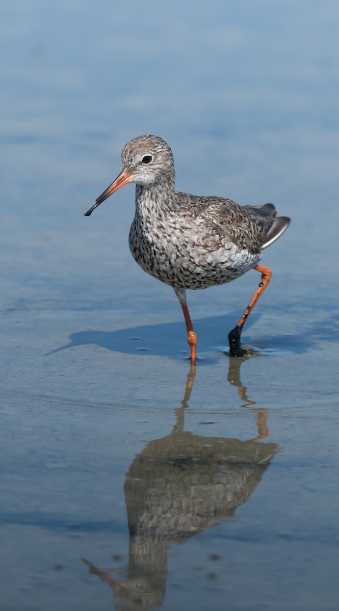 Common Redshank - ML624492157