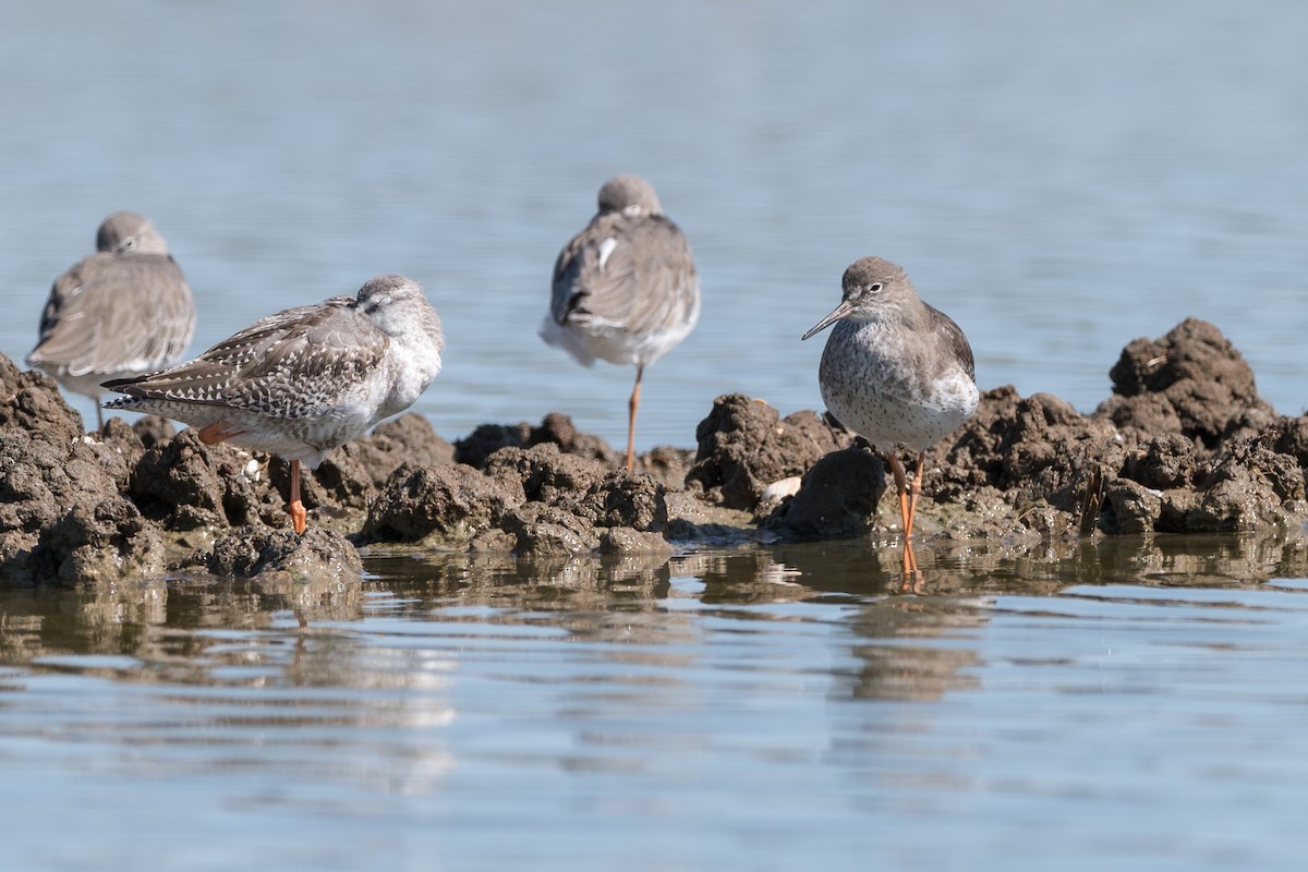 Common Redshank - ML624492158