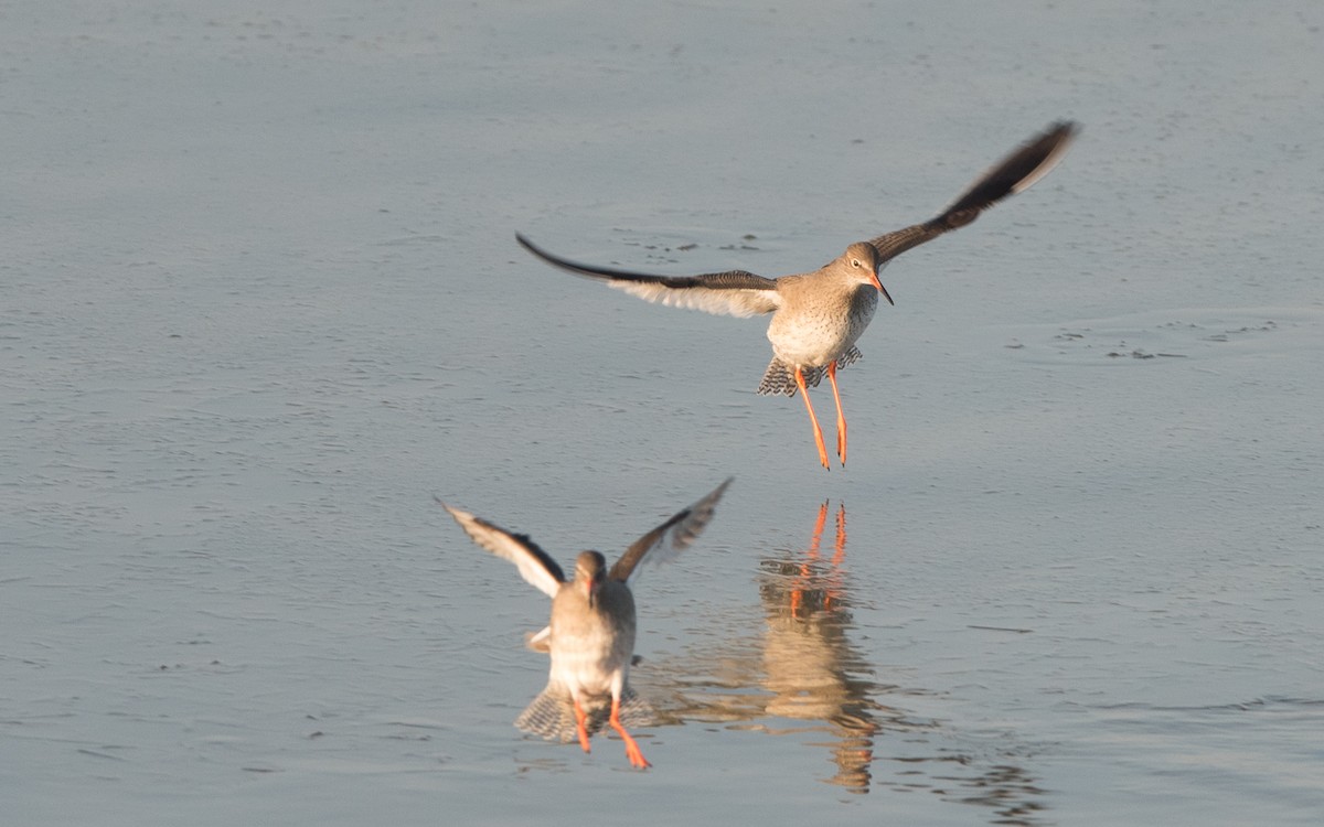 Common Redshank - ML624492267