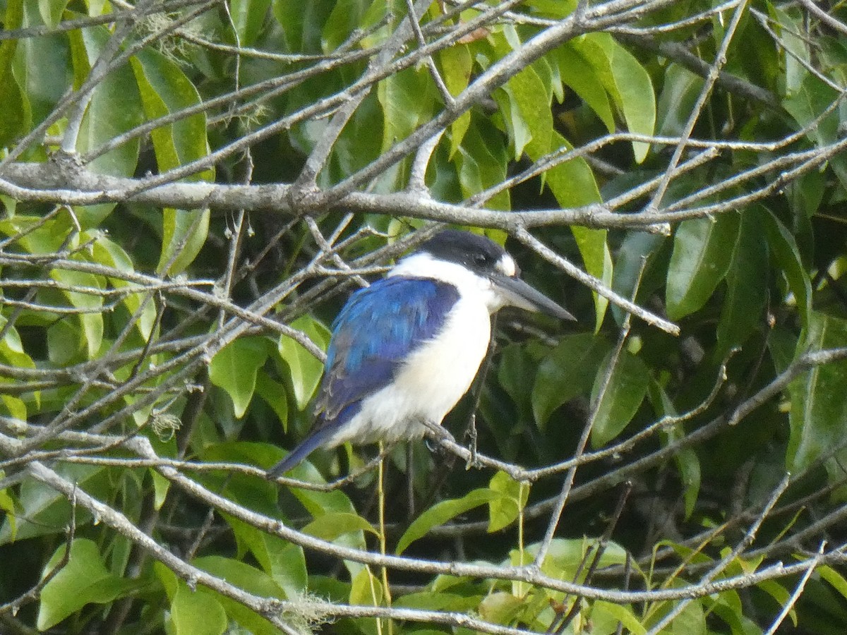 Forest Kingfisher - ML624492301