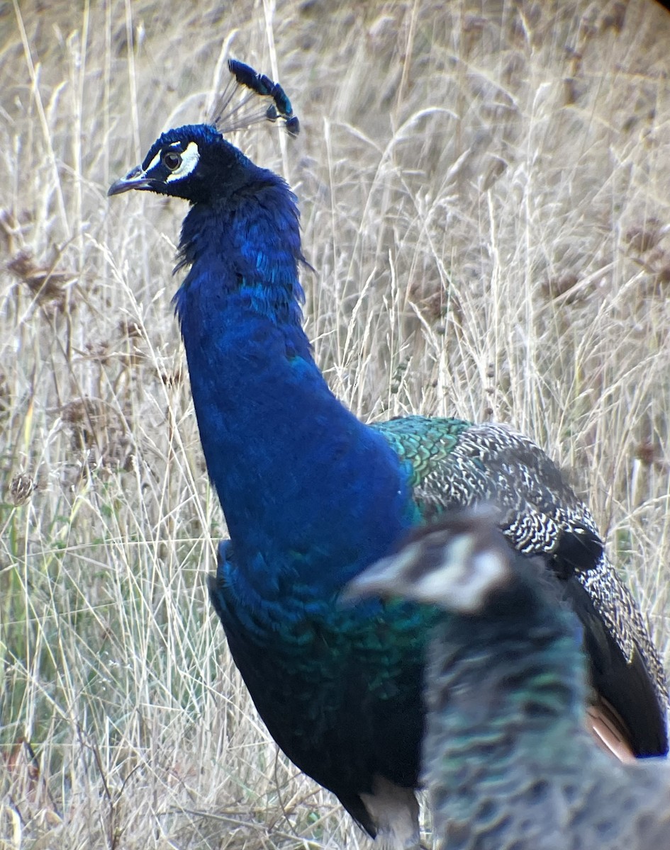 Indian Peafowl - ML624492402