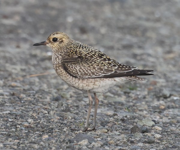 Pacific Golden-Plover - Franklin Haas