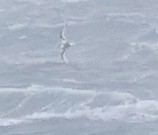 Mottled Petrel - ML624492428