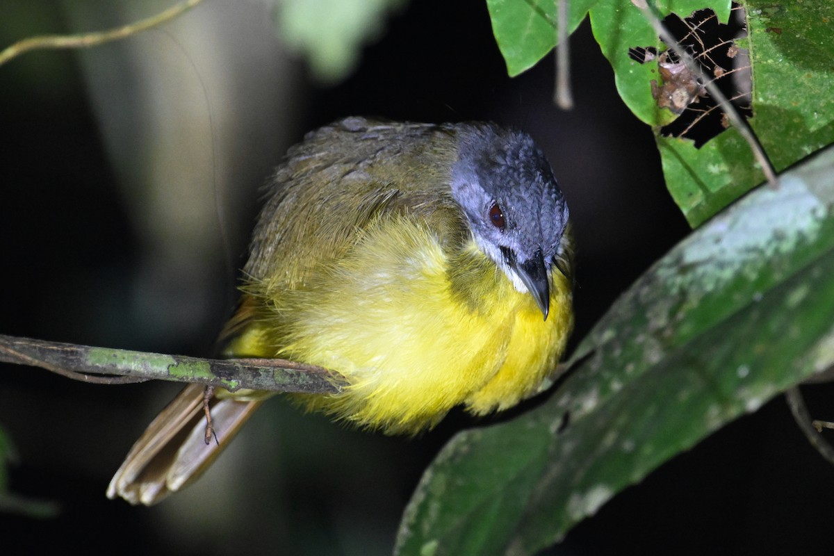 Yellow-bellied Bulbul - ML624492459