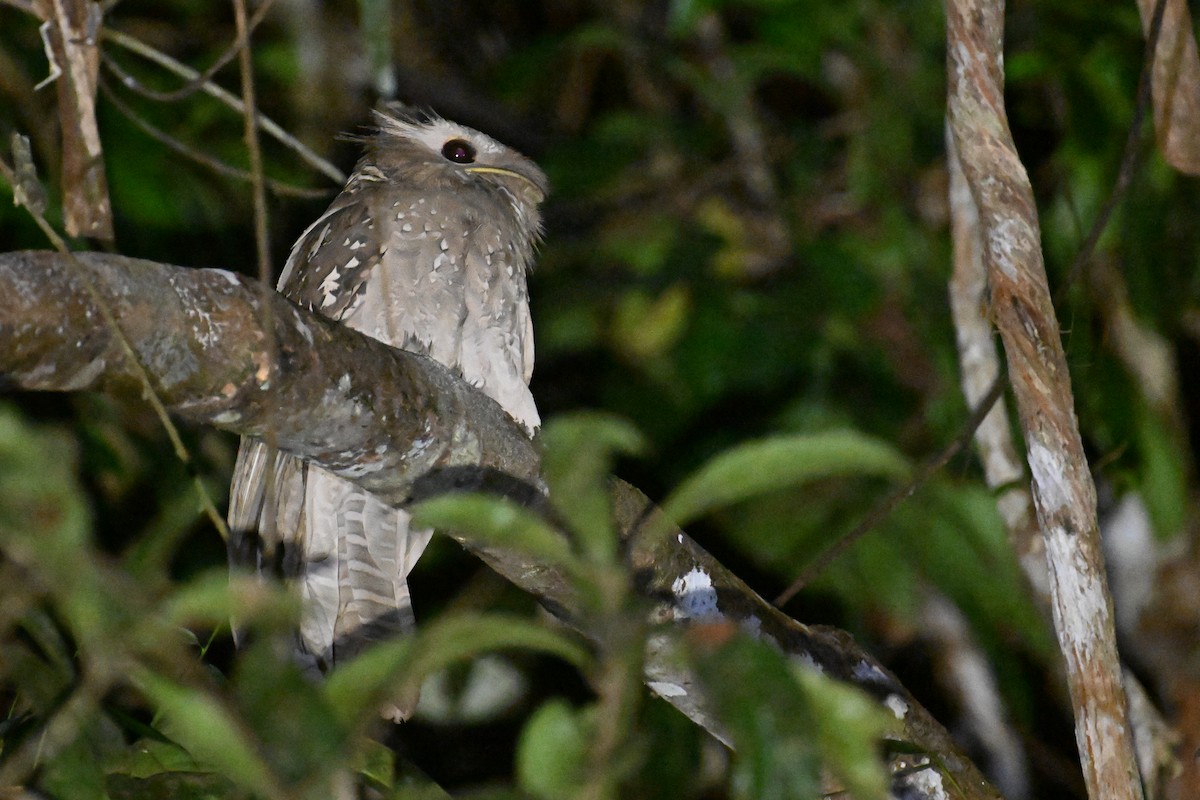 Large Frogmouth - ML624492467