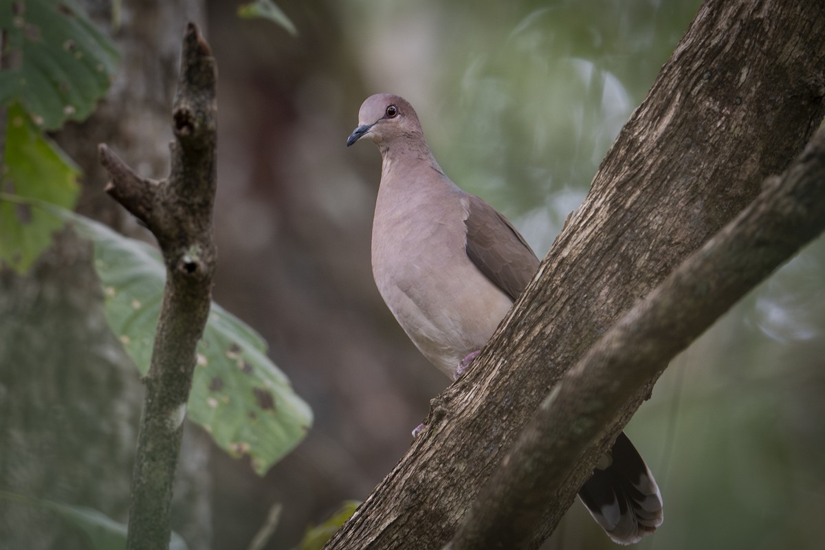 White-tipped Dove - ML624492514