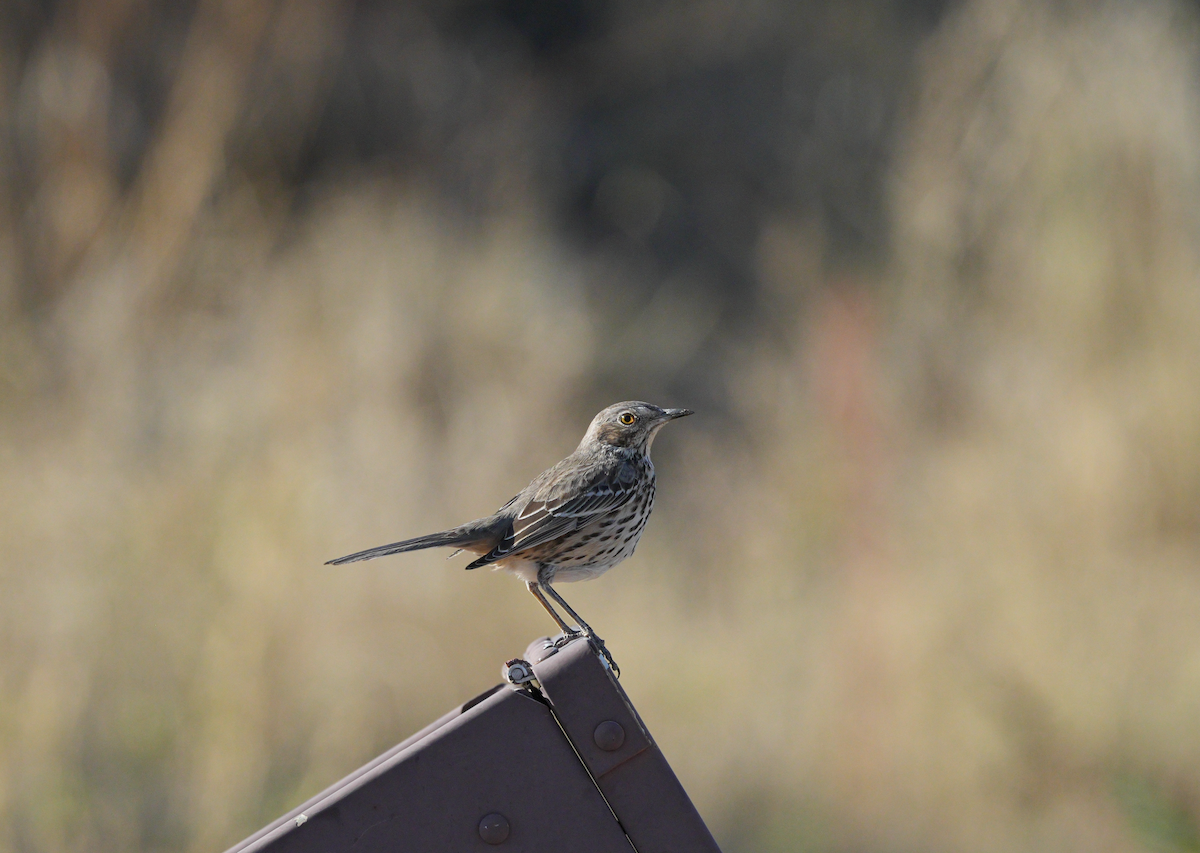 Sage Thrasher - ML624492539