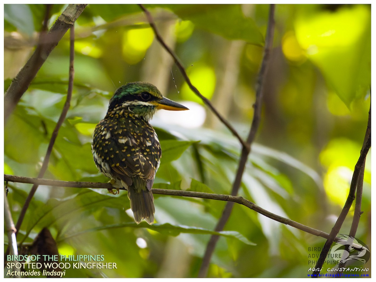 Spotted Kingfisher - ML624492543