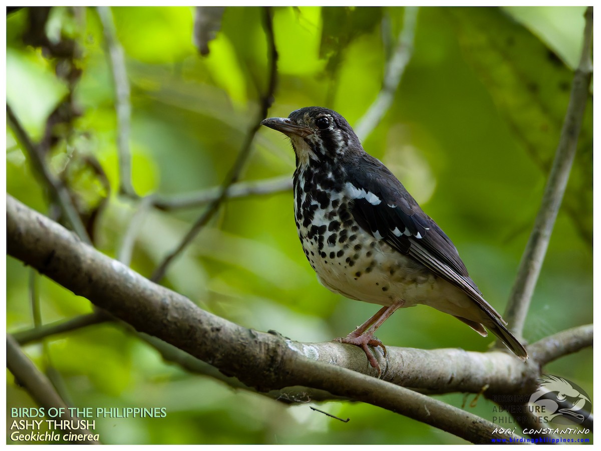 Ashy Thrush - ML624492546