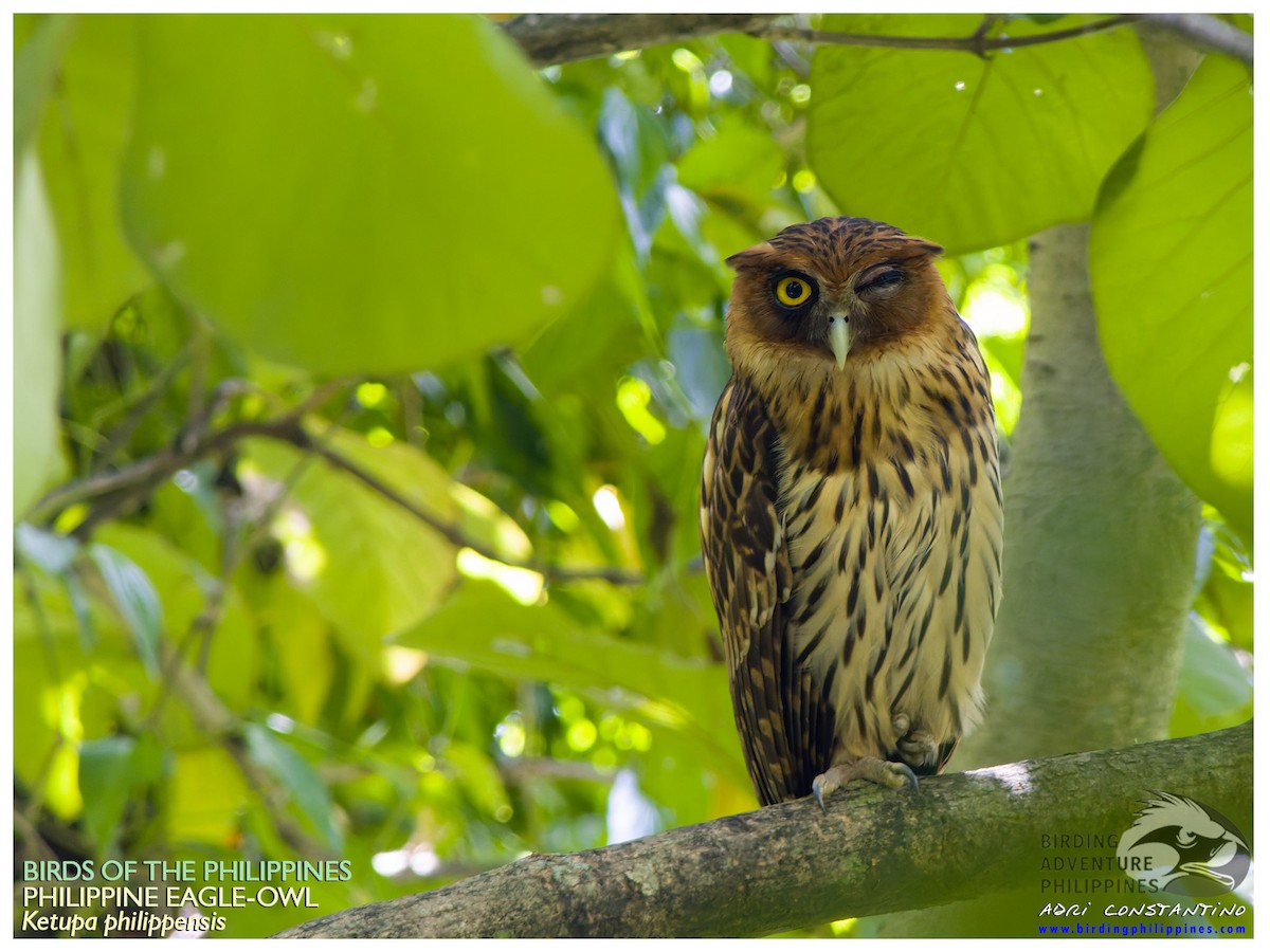 Philippine Eagle-Owl - ML624492559