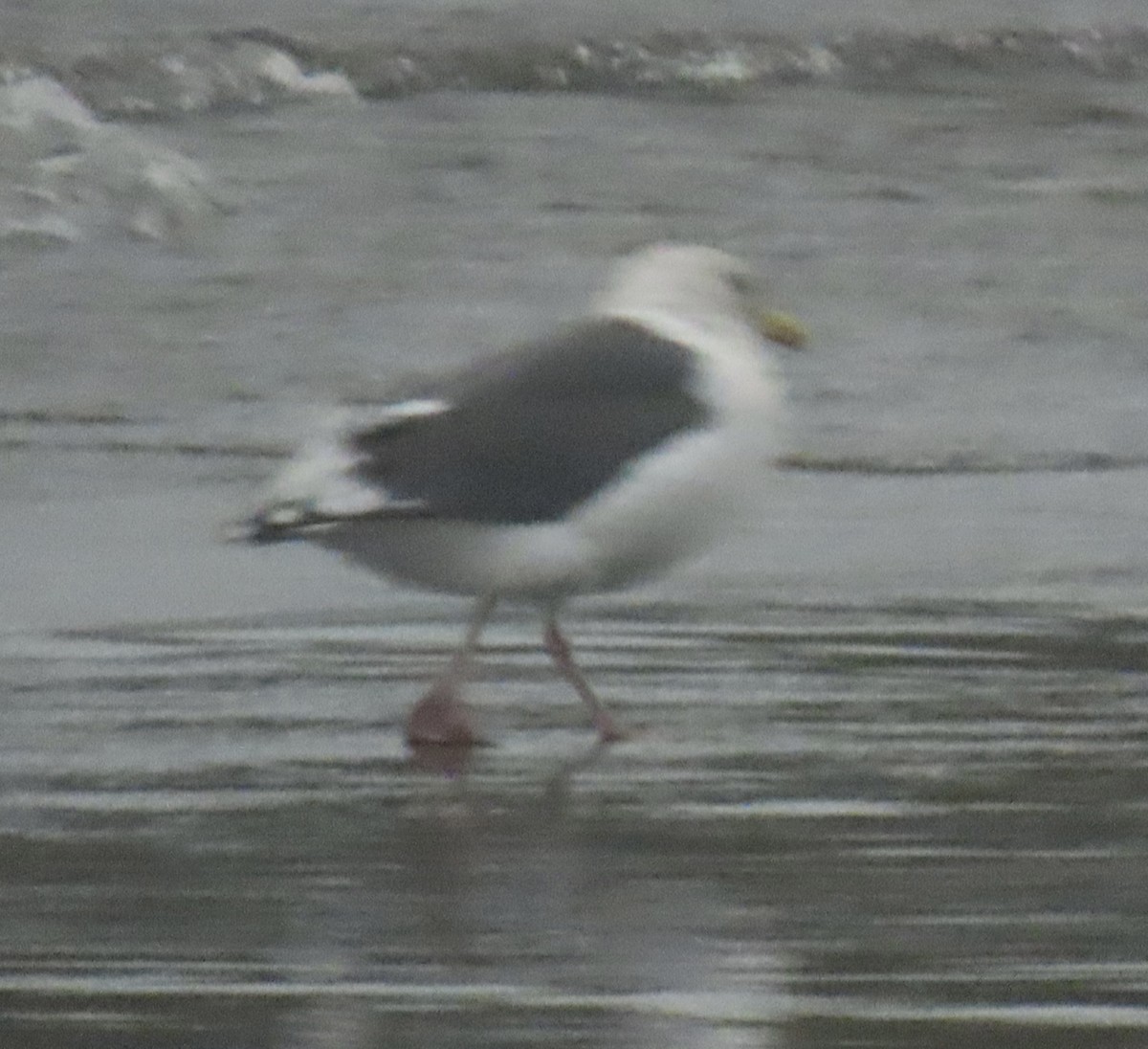 Slaty-backed Gull - ML624492619