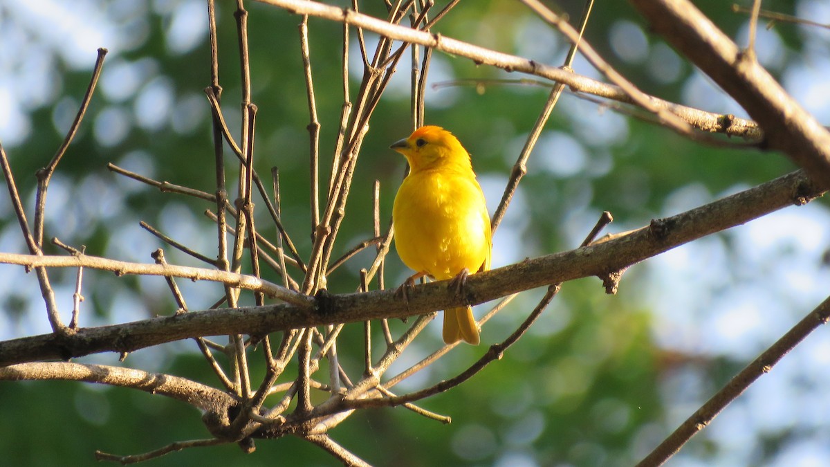 Saffron Finch - Carlos Andrés Rodríguez Parra