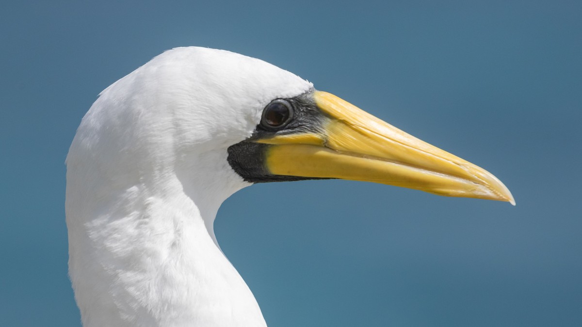 Masked Booby - ML624492687