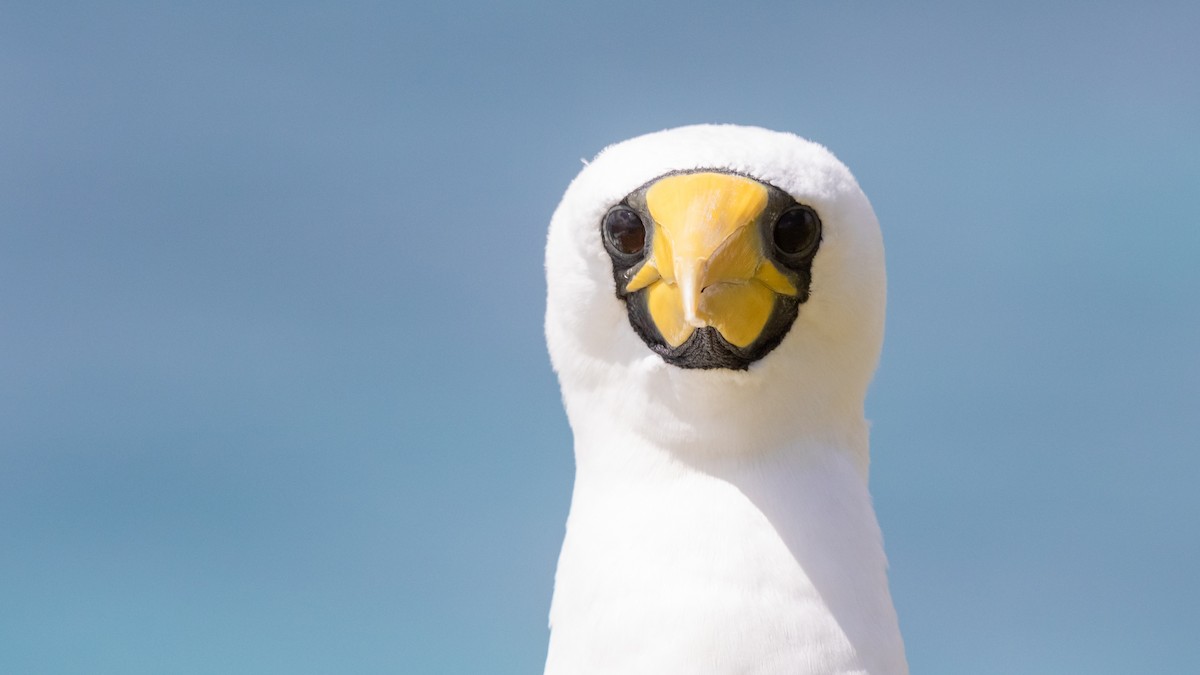 Masked Booby - ML624492688