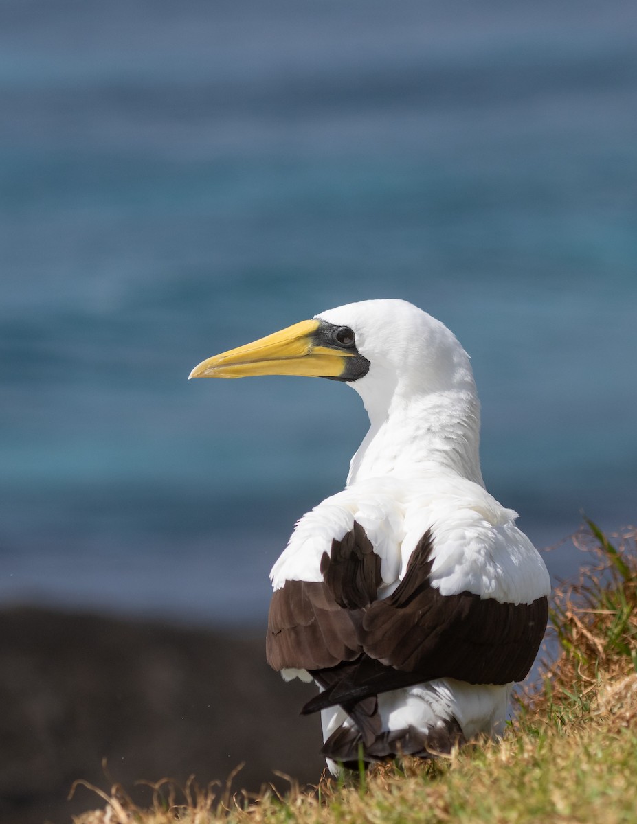 藍臉鰹鳥 - ML624492689